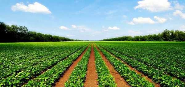 Эффективное использование земель сельхозназначения – существенный вклад в развитие ипотечных кредитов